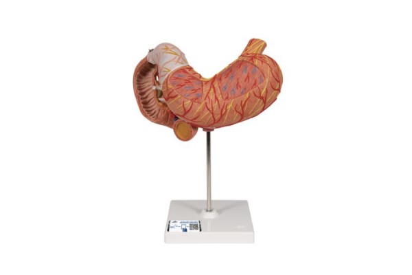 model żołądka człowieka, 3 części - 3b smart anatomy - 1000303 [k16] 3b scientific modele anatomiczne 2